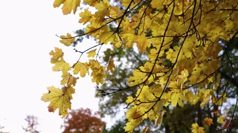 Autumn leafs on the tree Stock Footage 196421178
