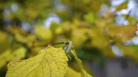 Autumn leafs on the tree Stock Footage 196421234