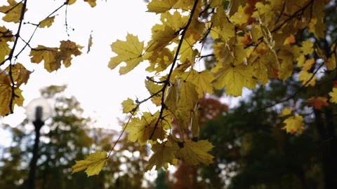 Autumn leafs on the tree Stock Footage 196421289