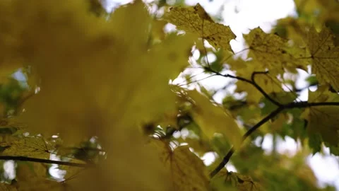 Autumn leafs on the tree Stock Footage 196421347