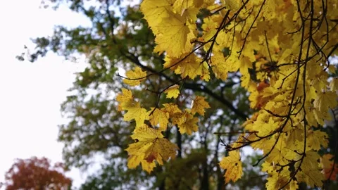 Autumn leafs on the tree Stock Footage 196421470