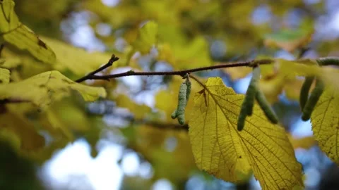 Autumn leafs on the tree Stock Footage 196421593