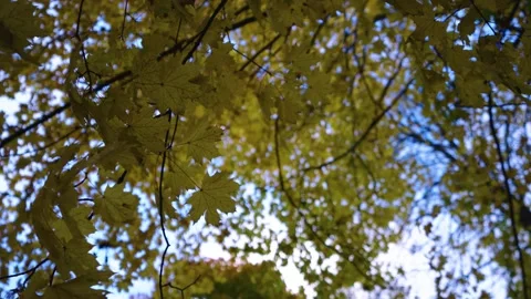 Autumn leafs on the tree Stock Footage 196421667