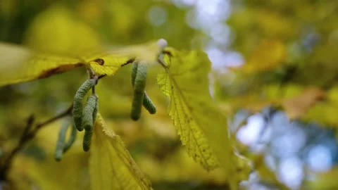 Autumn leafs on the tree Stock Footage 196421863