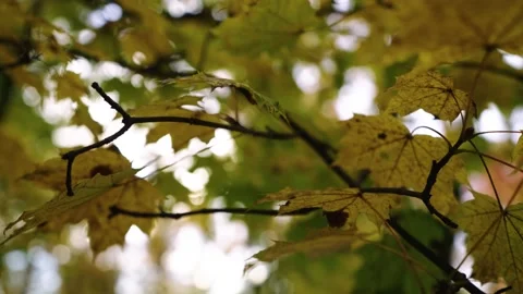 Autumn leafs on the tree Stock Footage 196421925
