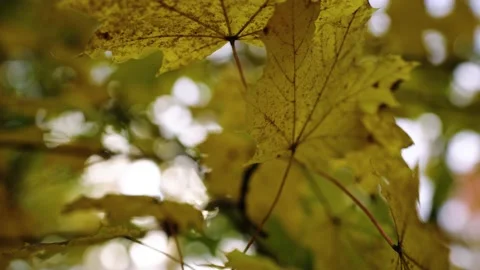 Autumn leafs on the tree Stock Footage 196421993