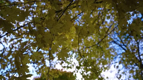 Autumn leafs on the tree Stock Footage 196422231