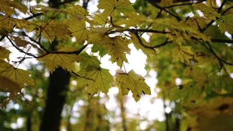 Autumn leafs on the tree Stock Footage 196422300