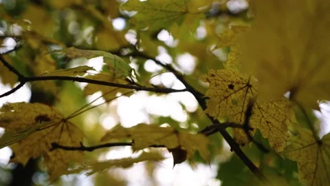 Autumn leafs on the tree Stock Footage 196422430