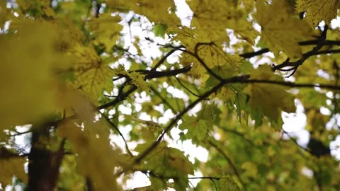 Autumn leafs on the tree Stock Footage 196422488