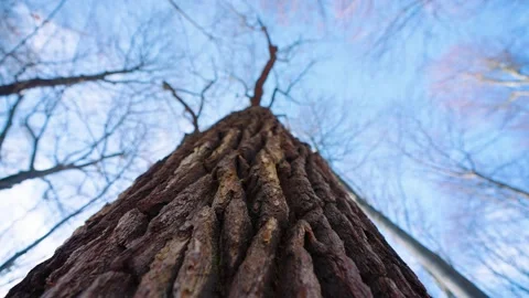 Autumn leafs on the tree Stock Footage 205493283