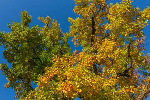 Autumn leafs tree wit blue BG Stock Photos