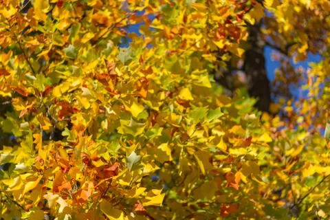 Autumn leafs tree wit blue BG Stock Photos