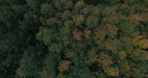 Autumn leafs on trees Video stock 68610693