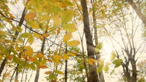 Autumn leafs on trees. Видео 97321397