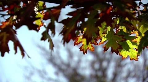 Autumn leafs twin. The two last leafs on a twig. 動画素材 8769115