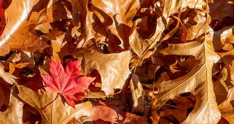 Autumn leafy background. Фото