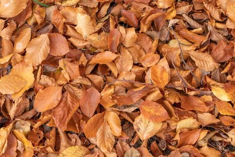 Autumn leafy background. Photos