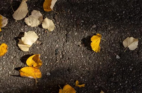 Autumn leafy background. Fotos Stock