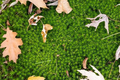 Autumn leafy background. Фото