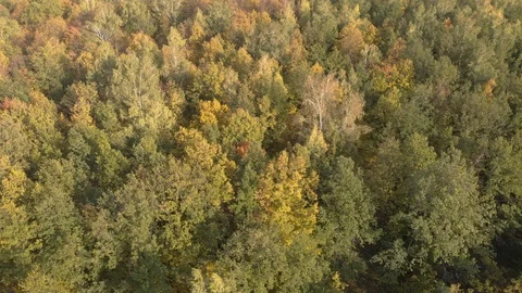 Autumn Leafy Forest In From Above Stock Footage 115965078