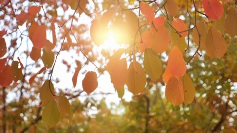 Autumn Leave and Fall and Sunlight Stock Footage 123089082