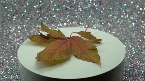Autumn leave with chestnuts Video stock 220302435