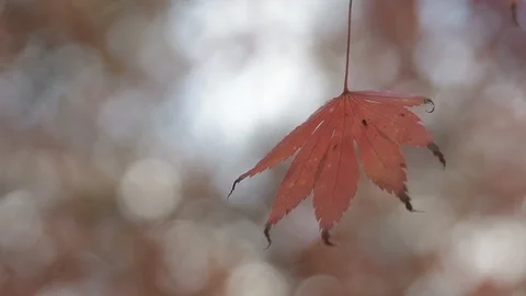 An autumn leave Stock Footage 120543078