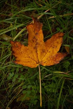 Autumn leave on green grass Stock Photos