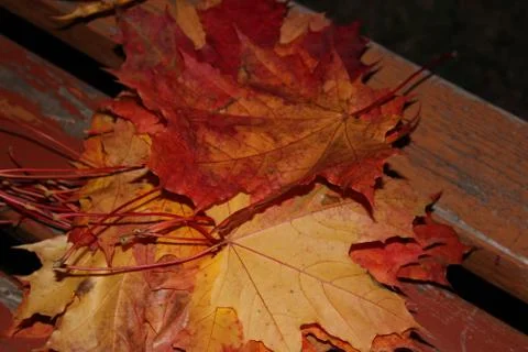 Autumn leave Stock Photos
