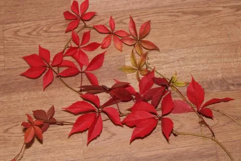 Autumn leave Stock Photos