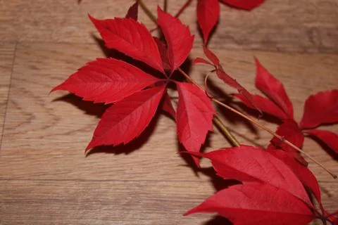 Autumn leave Stock Photos