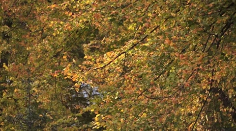Autumn Leave on a tree Stock Footage 56159782