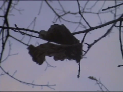 Autumn leave in the wind Stock Footage 133804635