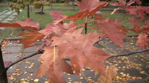 Autumn Leaves - 01 Stock Footage 117370778