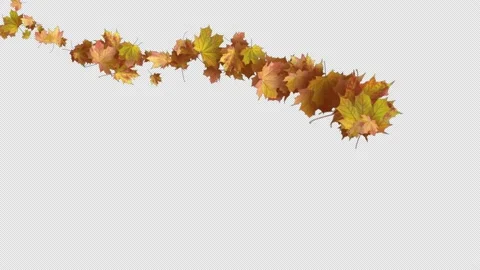 Autumn Leaves 01 Stock Footage 201736486