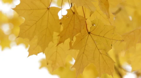 Autumn leaves 02 Stock Footage 44219105