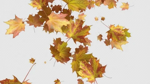 Autumn Leaves 02 Stock Footage 201736392