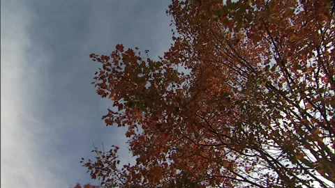 Autumn leaves 10 Stock Footage 296503335