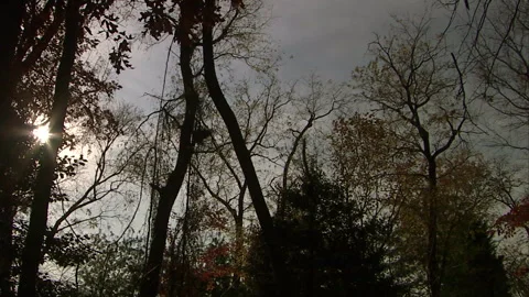 Autumn leaves 12 Stock Footage 296503230