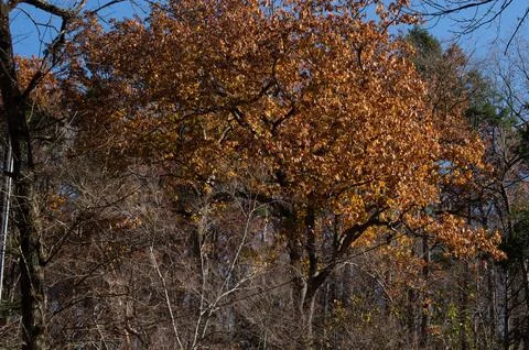Autumn Leaves-1780 Stock Photos