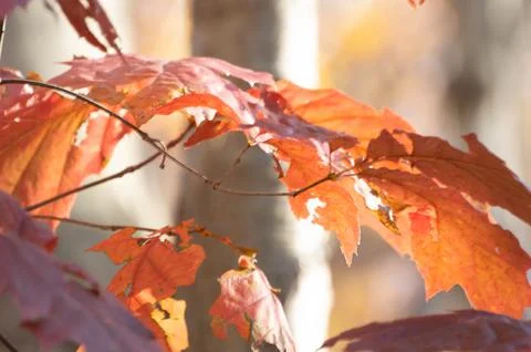 Autumn Leaves-1829 Stock Photos