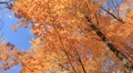Autumn Leaves 2 Falling HD Footage