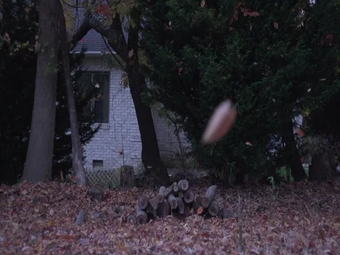 Autumn Leaves 2 Video stock 71251494