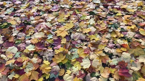 Autumn leaves 2 Video stock 96447160