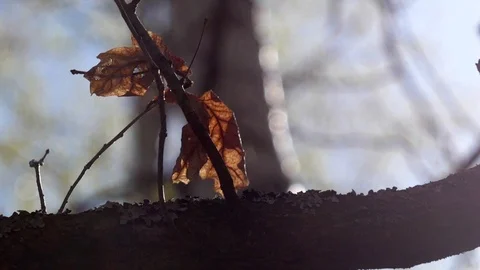 Autumn leaves 2 動画素材 107219713