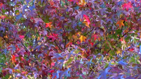 Autumn leaves 2 Video stock 168916951