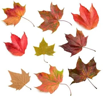 Autumn leaves 2 Stock Illustration