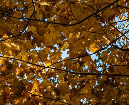 Autumn Leaves 2024-4892 Stock Photos