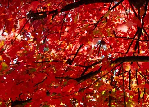 Autumn Leaves 2024 Stock Photos